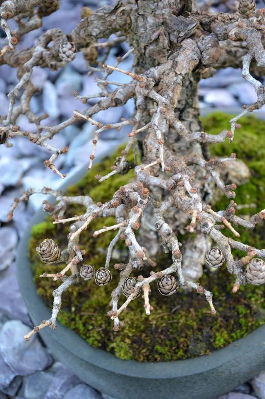 Free stock image of Larch bonsai tree created by Tomas Adomaitis