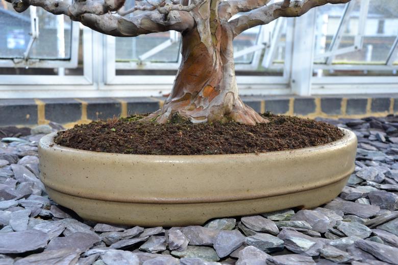 Free stock image of Quince bonsai tree created by Tomas Adomaitis