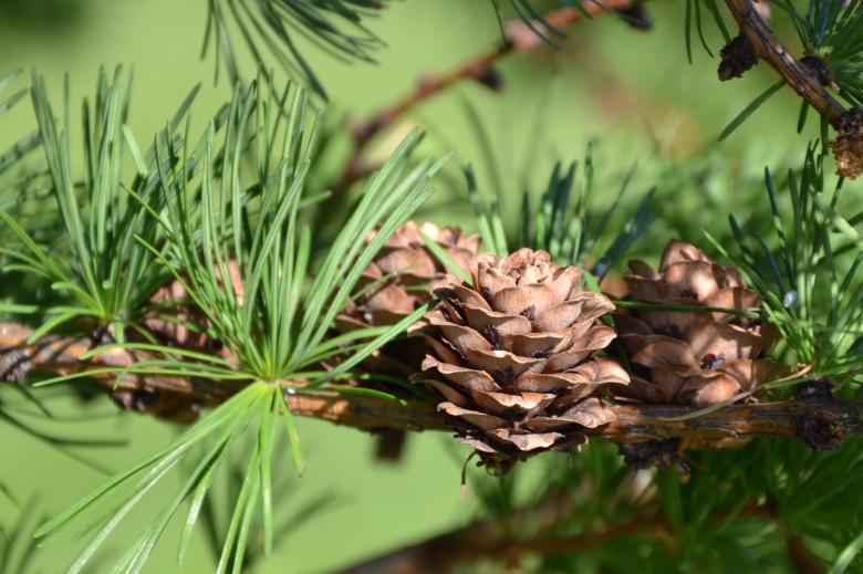 Free stock image of Japanese larch created by Tomas Adomaitis