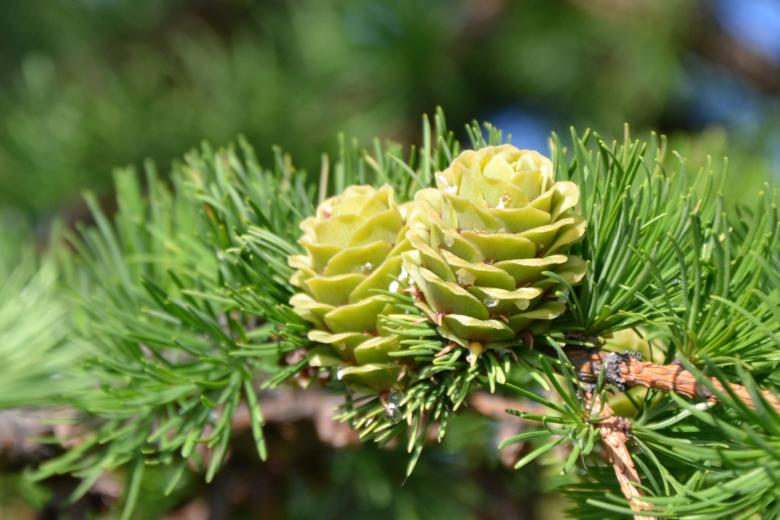 Free stock image of Japanese larch created by Tomas Adomaitis