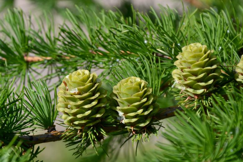 Free stock image of Japanese larch created by Tomas Adomaitis