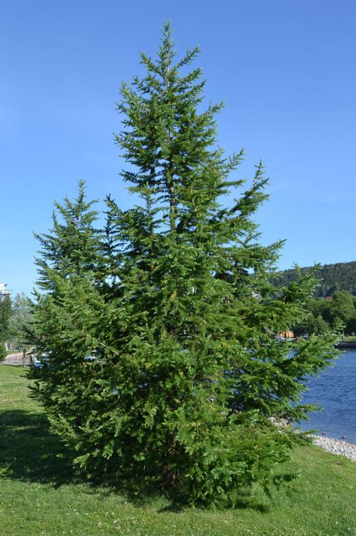Free stock image of Japanese larch created by Tomas Adomaitis