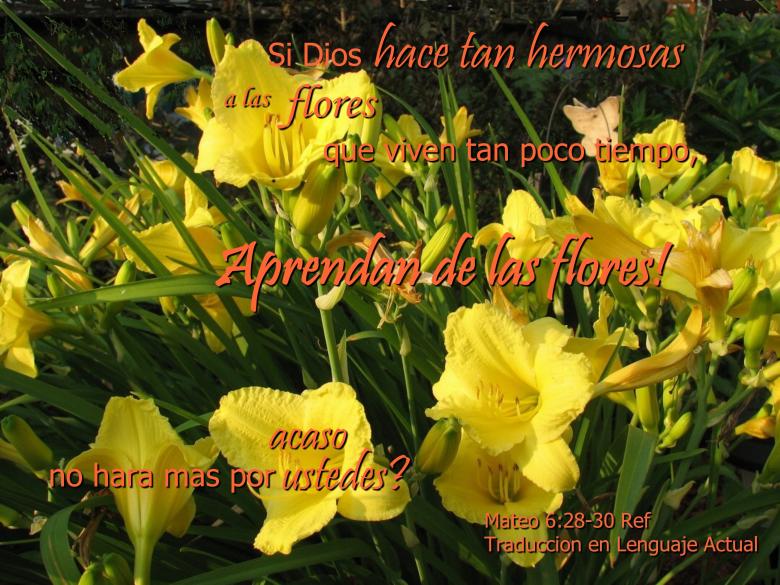 Free stock image of Aprendan de las Flores created by DFNatureAwed