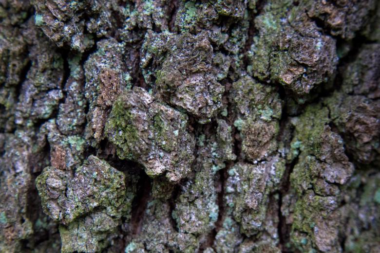 Free stock image of Tree Bark Texture created by Alen