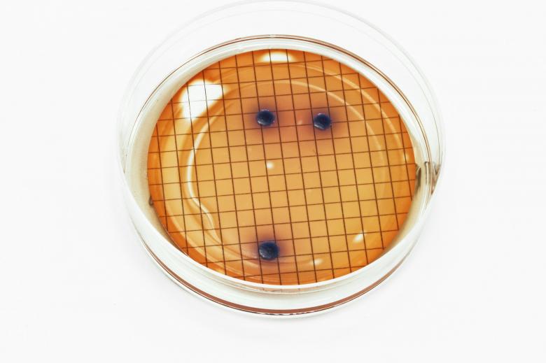 Free stock image of E. coli bacteria created by Geoffrey Whiteway
