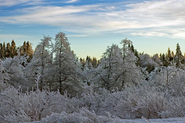 Free stock image of Ice covered trees created by Geoffrey Whiteway