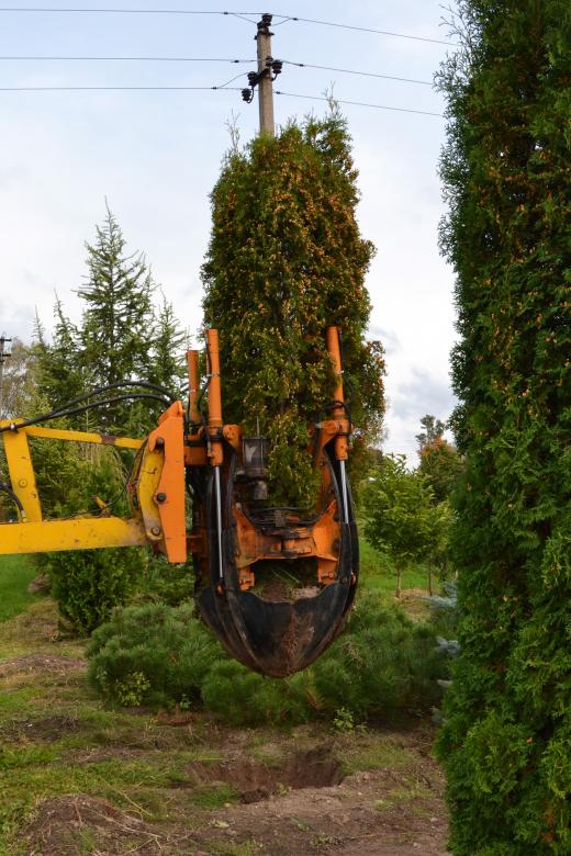 Free stock image of Transplanting thuja tree created by Tomas Adomaitis