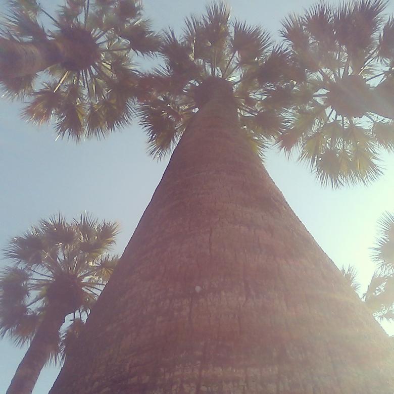 Free stock image of Palm trees created by eftihia kampouri
