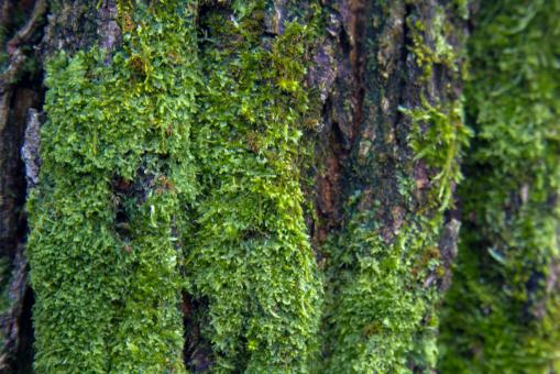 Free Stock Photo of Moss on tree