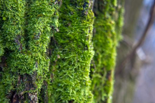 Free Stock Photo of Moss on tree