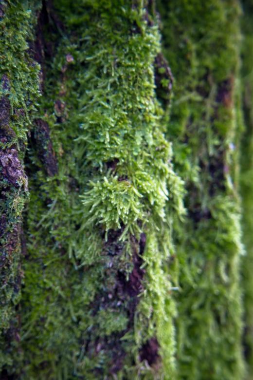 Free stock image of Moss on tree created by Alen