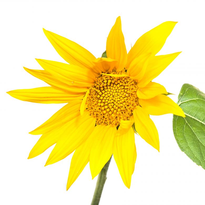 Free stock image of Sunflower isolated on white created by 2happy