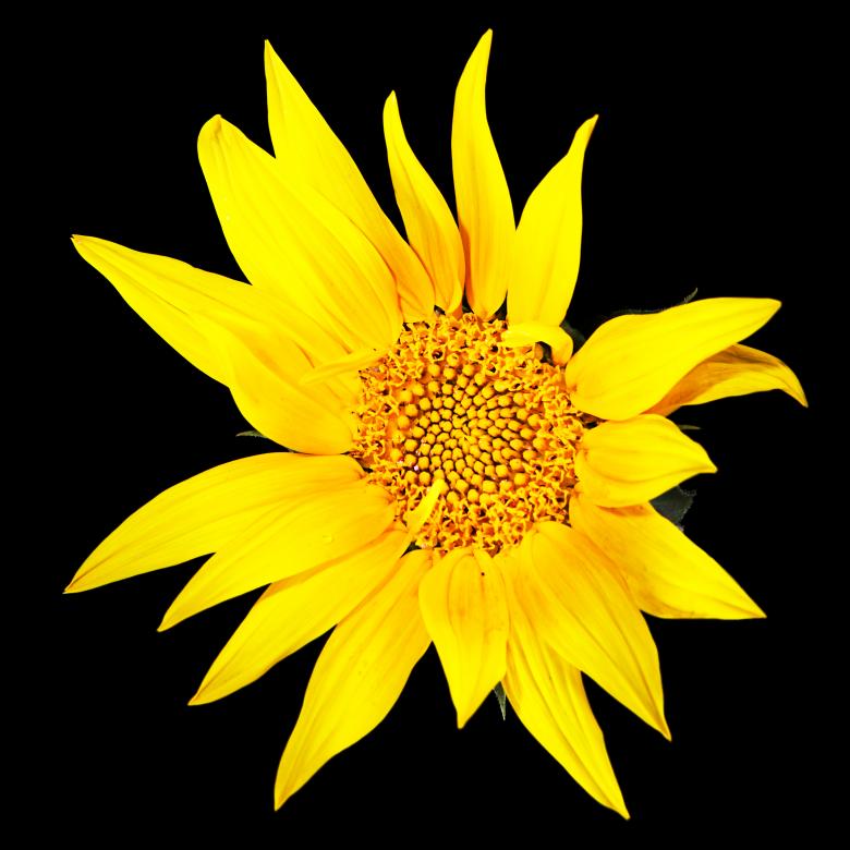 Free stock image of Sunflower on black created by 2happy