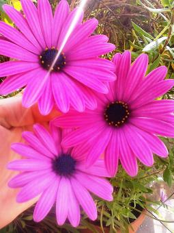 Purple flowers - Free Stock Photo