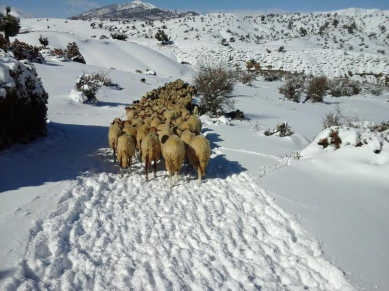 Free stock image of Grazing in snow created by chakomajaw