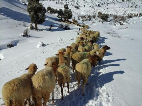 Grazing in snow
