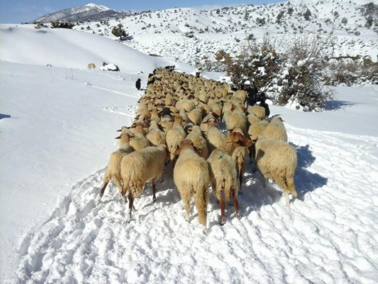 Free stock image of Grazing in snow created by chakomajaw