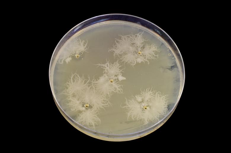 Free stock image of Microbiology petri plate created by Geoffrey Whiteway