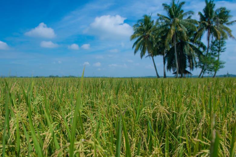 Free stock image of Rice Field created by Rupert Punsalan