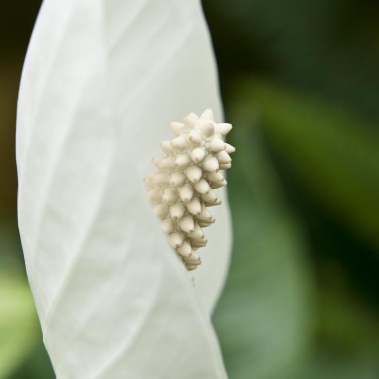 Free stock image of White flower close up created by Mili Vigerova