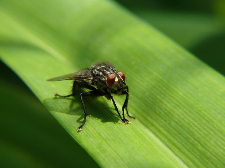 Free stock image of Fly sitting on grass macro created by Mili Vigerova