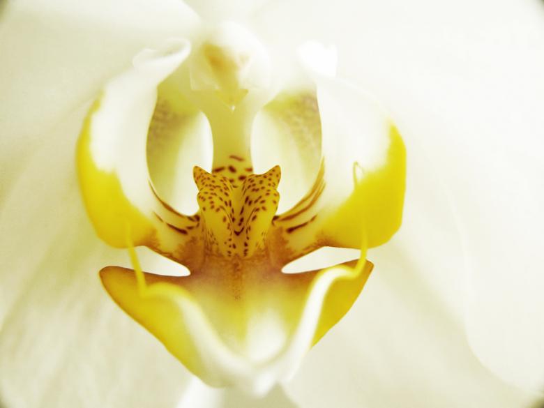 Free stock image of White orchid closeup created by Mili Vigerova