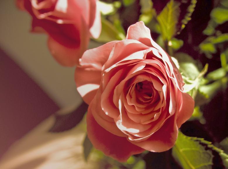 Free stock image of Pink rose flower created by Mili Vigerova