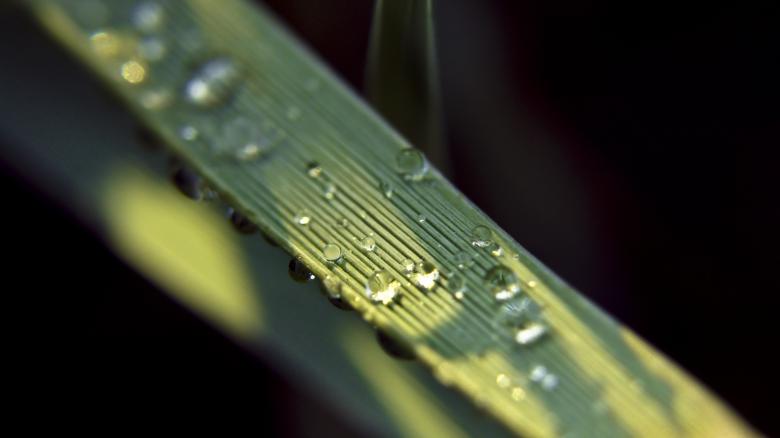 Free stock image of Grass with droplets of water created by Mili Vigerova
