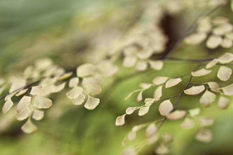 Free stock image of Leaves created by Mili Vigerova
