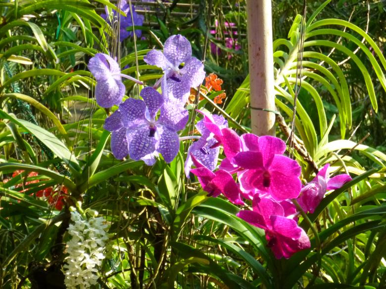 Free stock image of Flowers in the Garden created by Yossi Shoshani