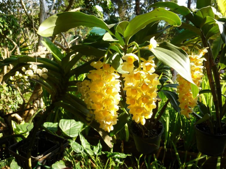 Free stock image of Flowers in the Garden created by Yossi Shoshani