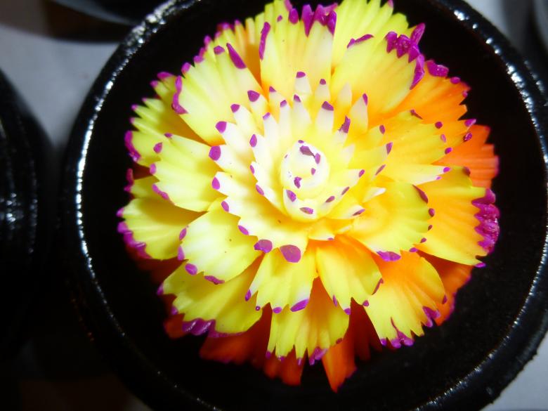 Free stock image of Flower in the Dish created by Yossi Shoshani