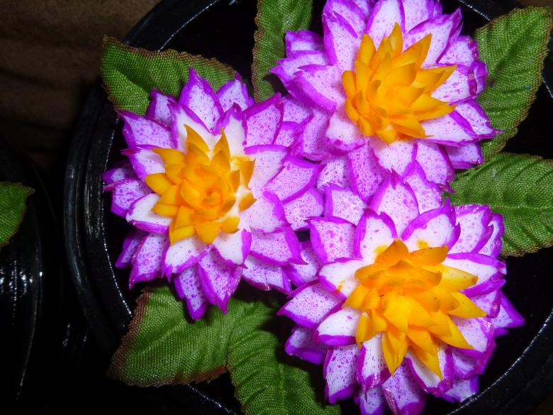 Free stock image of Blooming Flower created by Yossi Shoshani