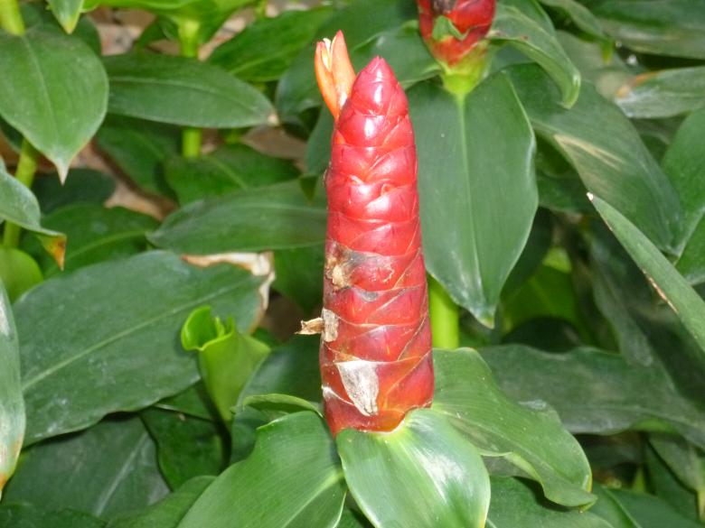 Free stock image of Wild Plant created by Yossi Shoshani