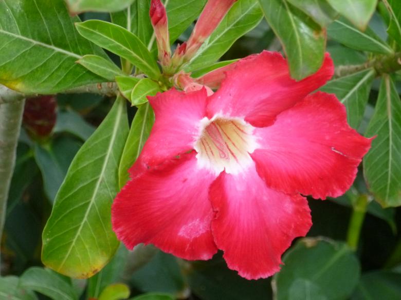 Free stock image of Wild Flower created by Yossi Shoshani