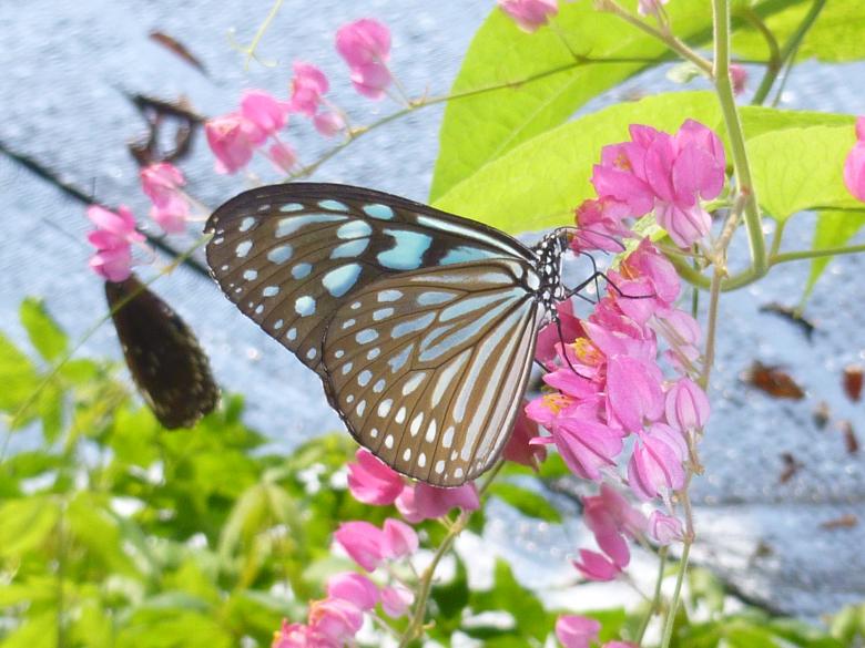 Free stock image of Butterfly in the Garden created by Yossi Shoshani