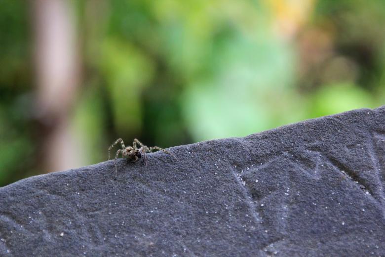 Free stock image of Spider created by 2happy