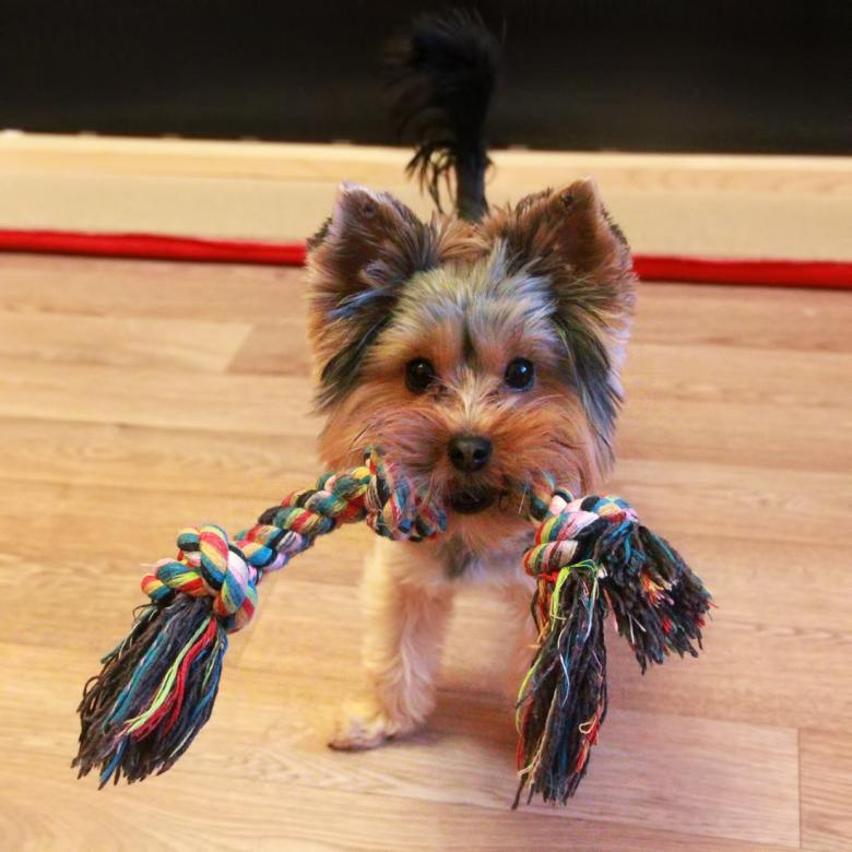 Free stock image of Puppy created by 2happy