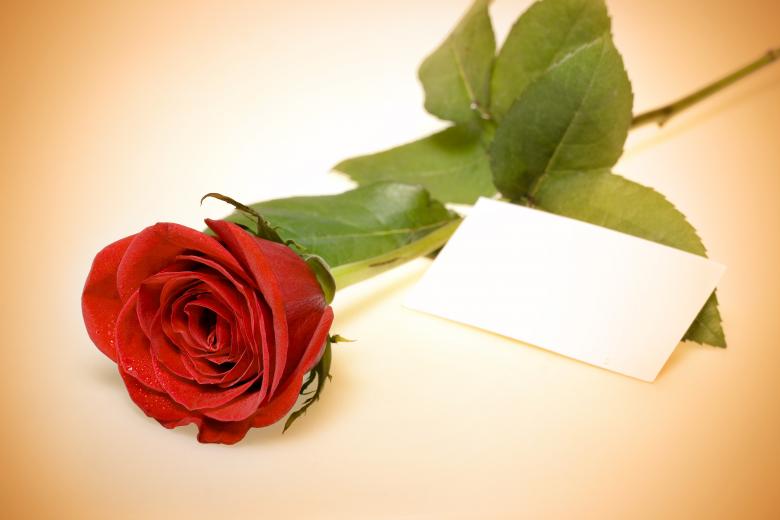 Free stock image of Red rose created by 2happy