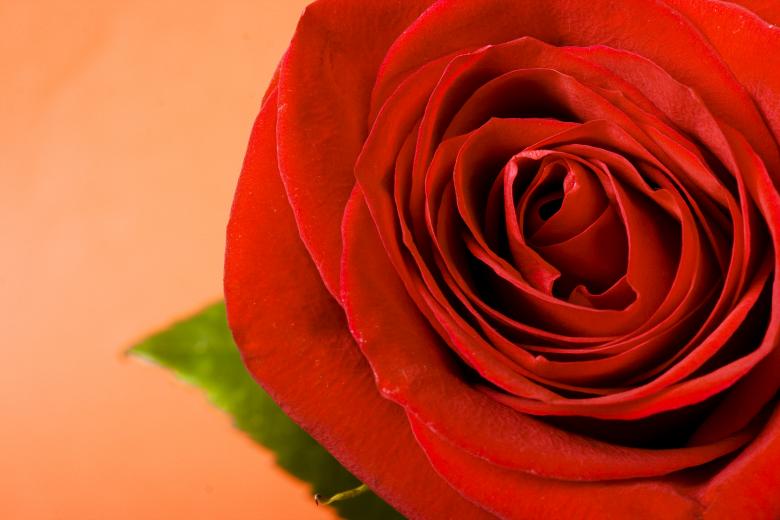 Free stock image of Red rose created by 2happy