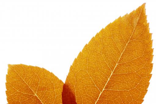 Free Stock Photo of leaf