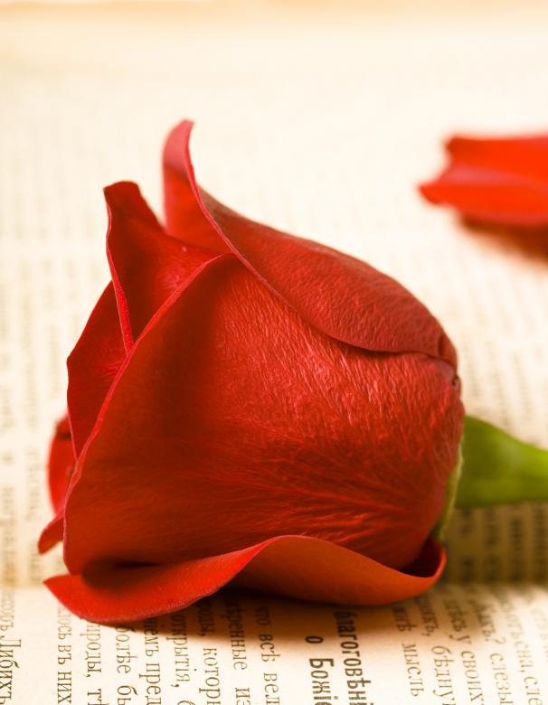 Free stock image of Red rose created by 2happy