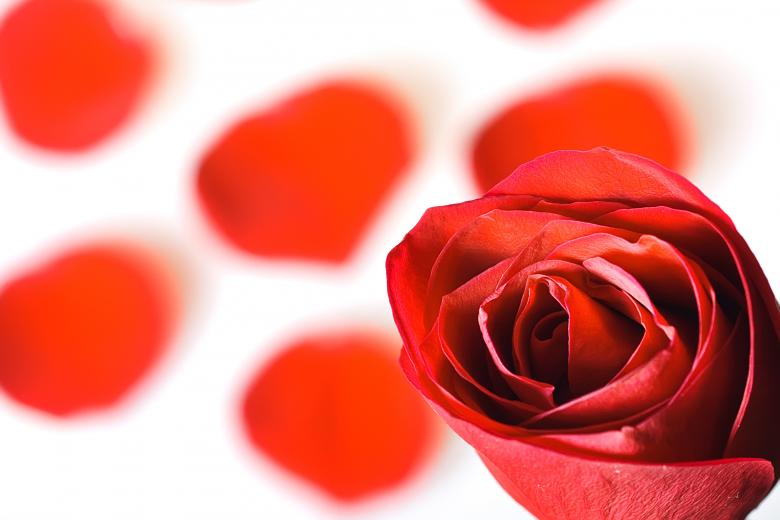 Free stock image of rose petals created by 2happy