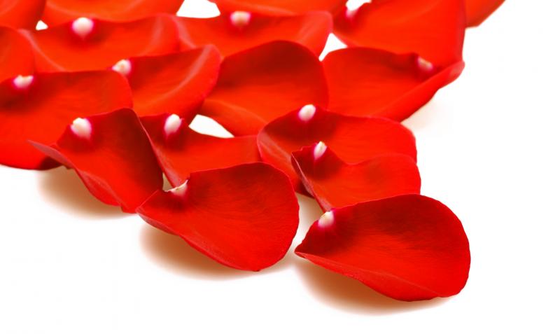 Free stock image of rose petals created by 2happy