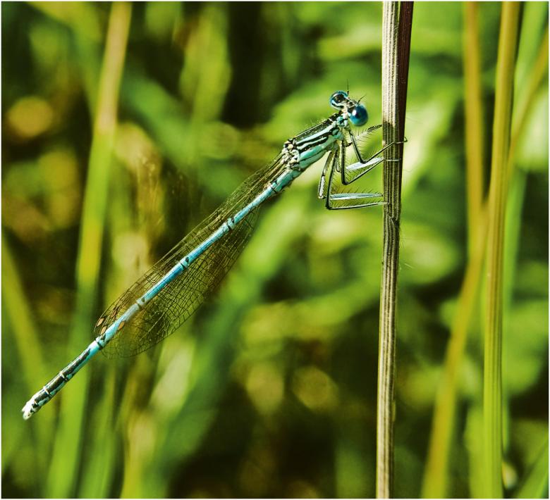 Free stock image of Dragonfly created by Mili Vigerova