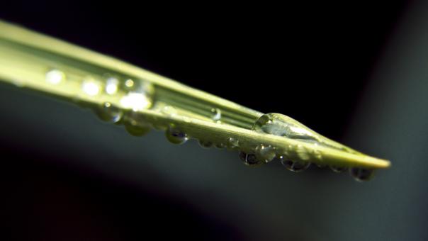 Free Stock Photo of Green grass leaf with water drops