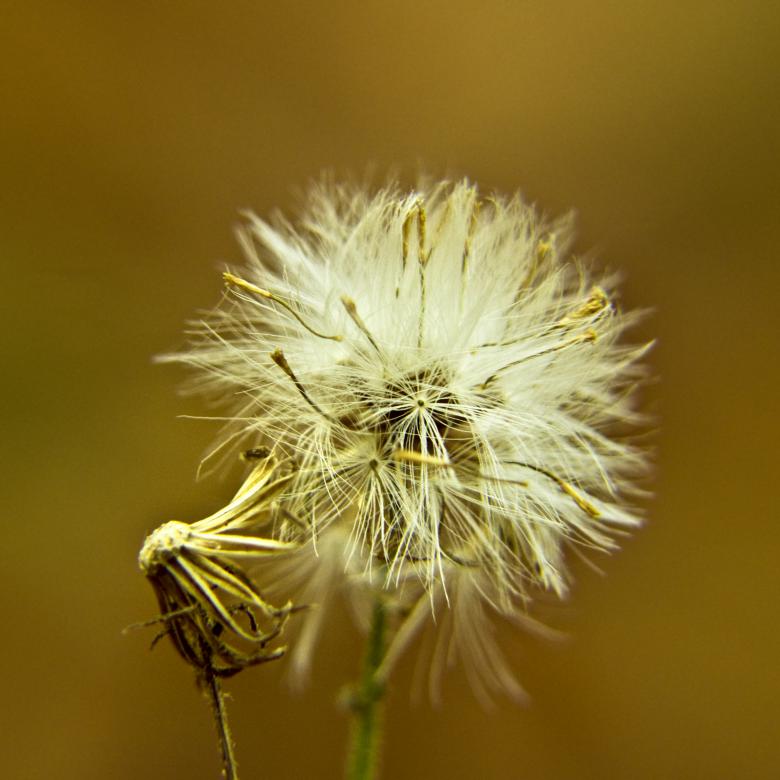 Free stock image of Dandelion Up Close created by Mili Vigerova