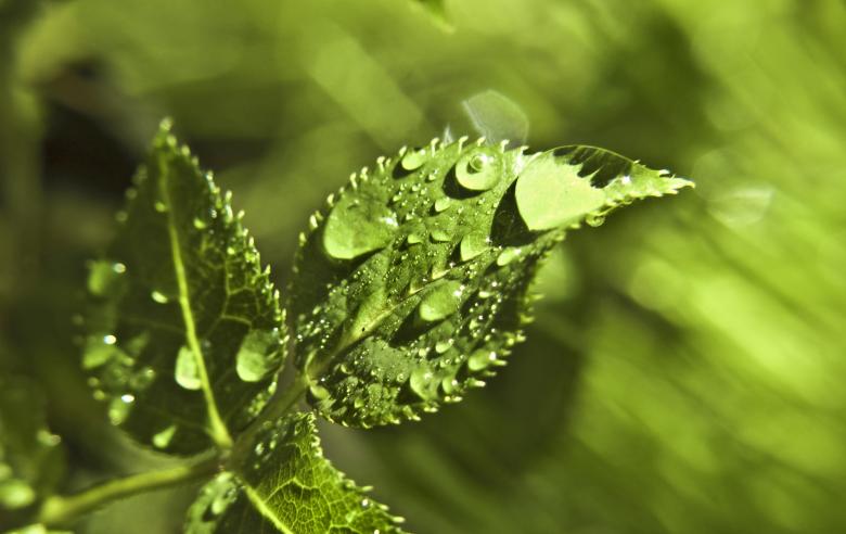 Free stock image of Green plant leaf with water drops created by Mili Vigerova