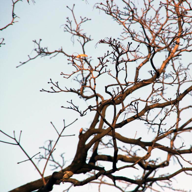 Free stock image of branches created by 2happy