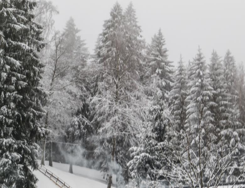 Free stock image of A beautiful winter in woods created by Janis Urtans